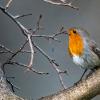 Animaux