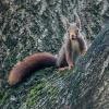 Animaux